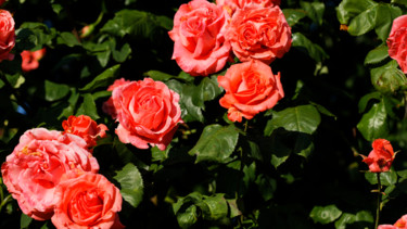 Photographie intitulée "Roses en lumière -…" par Marine Lacaton, Œuvre d'art originale, Photographie numérique