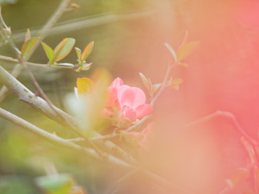 Photographie intitulée "Chaleur du coeur" par Marine Lacaton, Œuvre d'art originale, Photographie numérique