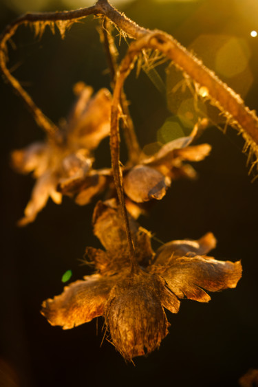 Photography titled "Golden Energy" by Mario Morales Rubí, Original Artwork