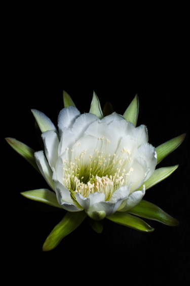 Fotografía titulada "Spread White" por Mario Morales Rubí, Obra de arte original