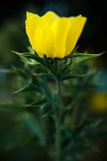 Photography titled "Little Poppy" by Mario Morales Rubí, Original Artwork