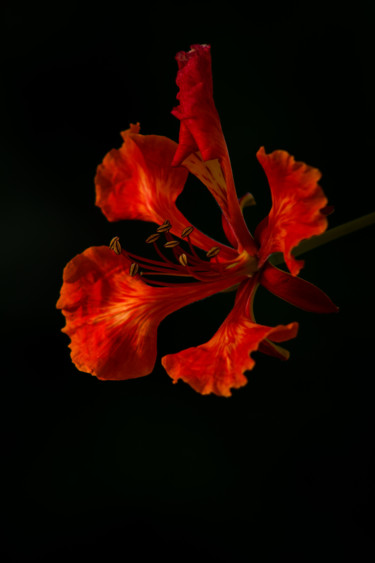 Photography titled "The Fire Flower" by Mario Morales Rubí, Original Artwork