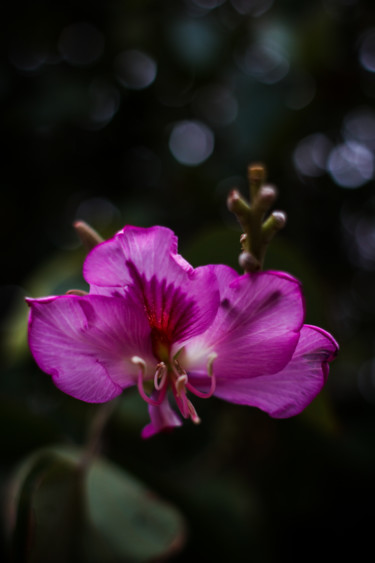 Fotografía titulada "Purple Ebony" por Mario Morales Rubí, Obra de arte original