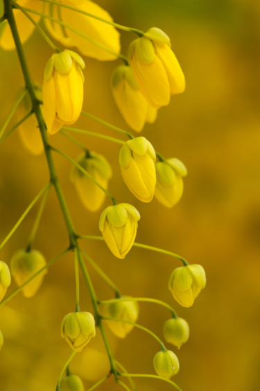 Fotografía titulada "Bright Golden Love" por Mario Morales Rubí, Obra de arte original