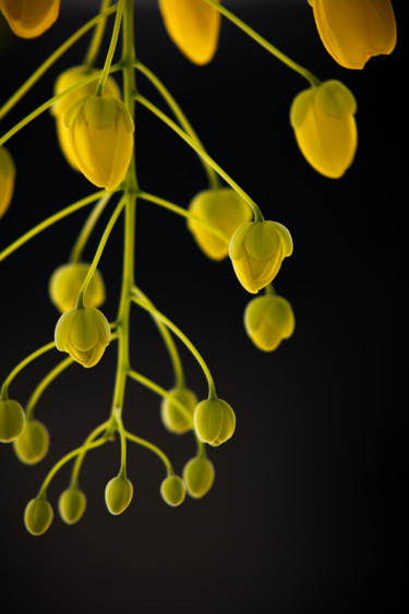 Fotografía titulada "Gold" por Mario Morales Rubí, Obra de arte original