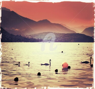 Photographie intitulée "Cygnes sur le lac" par Marion Kormann, Œuvre d'art originale