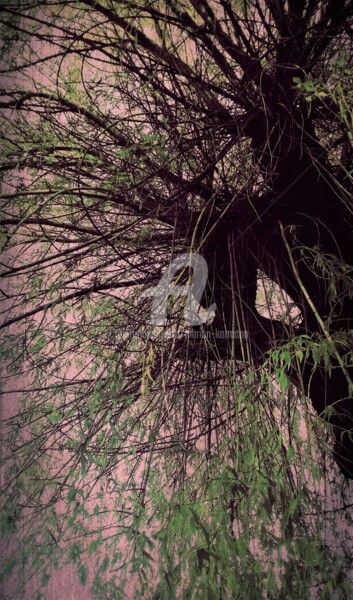 Photographie intitulée "Tree" par Marion Kormann, Œuvre d'art originale, Photographie numérique