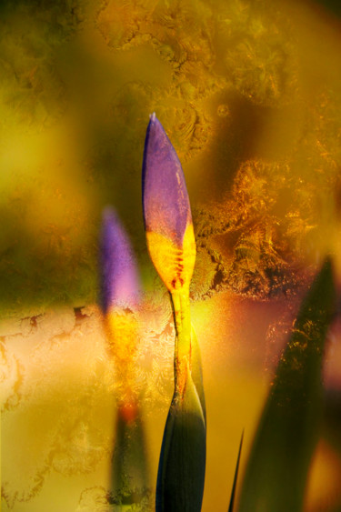 Fotografia intitolato "Autumn" da Marisa Melo, Opera d'arte originale