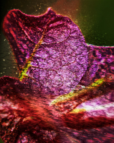 Fotografie mit dem Titel "Purple Lake" von Marisa Melo, Original-Kunstwerk, Digitale Fotografie