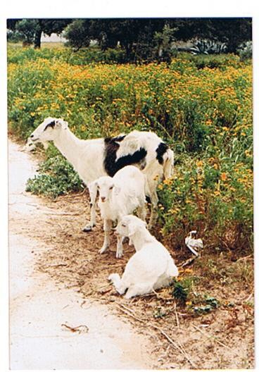 Photography titled "Goats" by Prema (Risto), Original Artwork