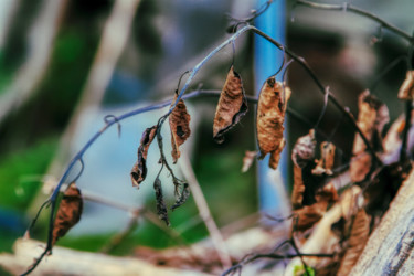 Photography titled "Old Leaves" by Marian Bogatu, Original Artwork, Digital Photography