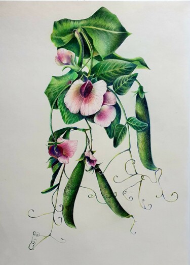 Painting titled "Green peas" by Mariya Gromova, Original Artwork, Pencil