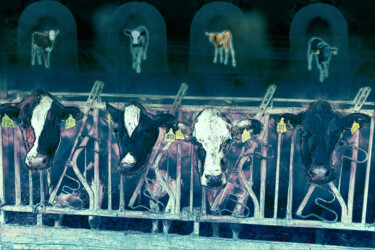Arte digitale intitolato "Cows missing their…" da Marjoline Delahaye, Opera d'arte originale, Lavoro digitale 2D