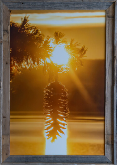 Fotografia intitolato "Sugar Pine Cone" da Martin Gollery, Opera d'arte originale, Fotografia digitale Montato su Metallo