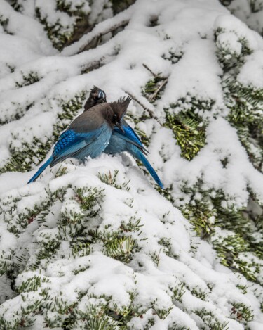Fotografie getiteld "Snow Birds" door Martin Gollery, Origineel Kunstwerk, Digitale fotografie
