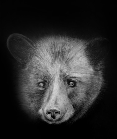 Drawing titled "Only a Grizzly" by Martín Yutronic, Original Artwork, Graphite