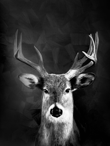 Dibujo titulada "Only a Deer" por Martín Yutronic, Obra de arte original, Grafito