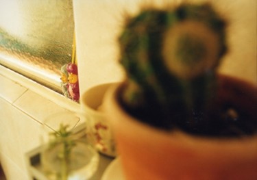 Fotografia intitolato "Winnie e il cactus" da Alessandra Martina, Opera d'arte originale
