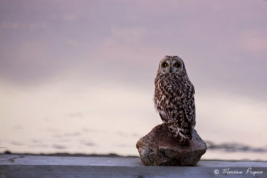 Photographie intitulée "Hibou des marais" par Martine Propice, Œuvre d'art originale