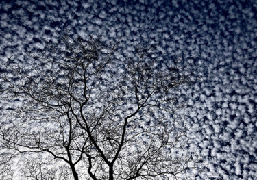 Fotografía titulada "Daydream in Blue" por Martin Vallis, Obra de arte original, Fotografía digital