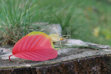 Bild 1. (Blatt im Herbst) Fotografie mit dem Titel "Bild 1. (Blatt im H…" von Marvin Büttner, Original-Kunstwerk, Digitale Fotografie
