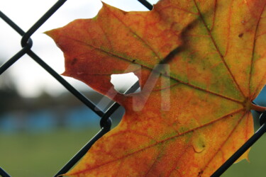 Bild 8. (Blatt in Zaun) Fotografie mit dem Titel "Bild 8. (Blatt in Z…" von Marvin Büttner, Original-Kunstwerk, Digitale Fotografie