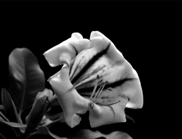 Фотография под названием "In Bloom" - Mary Joan Attard, Подлинное произведение искусства, Цифровая фотография