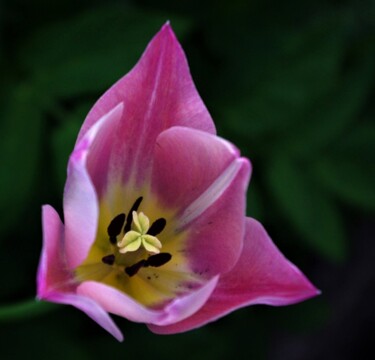 Photography titled "Pink Tulip" by Mary Joan Attard, Original Artwork