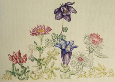Dessin intitulée "Plantes d'Ariège" par Maryvonne Lorgeré, Œuvre d'art originale, Crayon