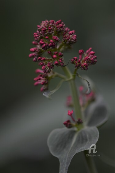 Photographie intitulée "De rose vêtue" par Mary-Eve Ignatowicz, Œuvre d'art originale, Photographie non manipulée