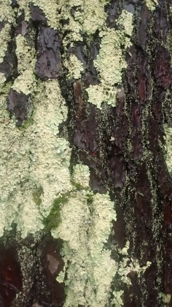 Photographie intitulée "Lichen en cascade" par Maryline Payssé, Œuvre d'art originale