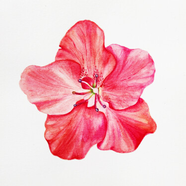 Painting titled "Red Azalea" by Maryna Pohorielko, Original Artwork, Watercolor