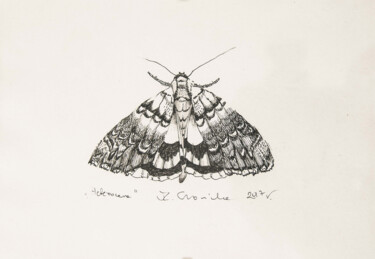 Rysunek zatytułowany „Heterocera-moth” autorstwa Marzena Czaniecka, Oryginalna praca, Atrament