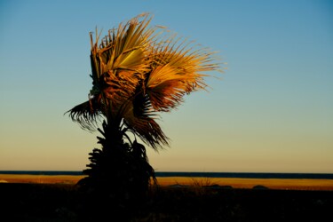 Photographie intitulée "Palm'Hop" par Stéphane Massoutier, Œuvre d'art originale, Photographie non manipulée