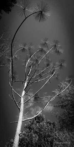 Photographie intitulée "connexion" par Mata, Œuvre d'art originale, Photographie numérique