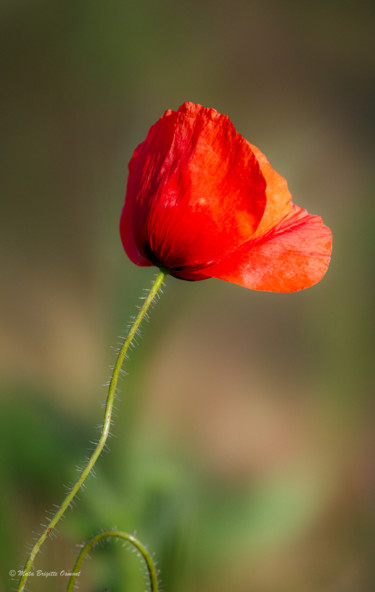 Photography titled ""Gentil coquelicot" by Mata, Original Artwork, Digital Photography