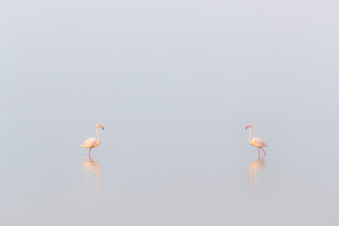 Fotografie getiteld "1, 2, 3... Flamants…" door Mathieu Pujol, Origineel Kunstwerk, Digitale fotografie Gemonteerd op Alumin…