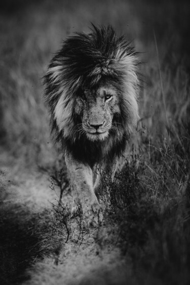 Fotografía titulada "Lion - Le roi "scar…" por Mathieu Pujol, Obra de arte original, Fotografía digital Montado en Otro pane…