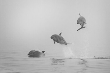 Photography titled "Trio de dauphins" by Mathieu Pujol, Original Artwork, Digital Photography