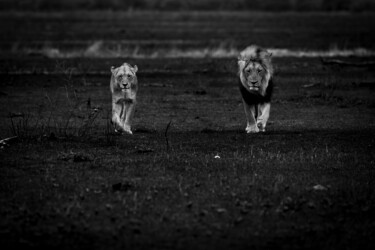 Photography titled "Couple de lion au r…" by Mathieu Pujol, Original Artwork, Digital Photography Mounted on Other rigid pan…