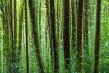 Fotografia zatytułowany „Esprits de la forêt” autorstwa Mathieu Pujol, Oryginalna praca, Fotografia cyfrowa Zamontowany na A…