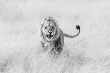 Фотография под названием "Montrer les crocs" - Mathieu Pujol, Подлинное произведение искусства, Цифровая фотография Установл…