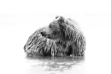 Fotografia intitulada "Grizzly en Sumi-e" por Mathieu Pujol, Obras de arte originais, Fotografia digital Montado em Alumínio