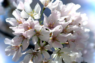 Fotografia intitolato "Cherry Blossoms" da Matt Kohnen, Opera d'arte originale, Fotografia digitale