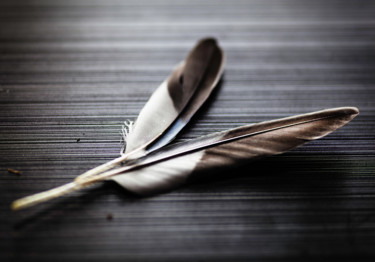 摄影 标题为“Two featherss” 由Matt Kohnen, 原创艺术品, 数码摄影
