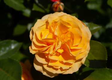 Fotografie getiteld "Yellow Rose" door Matt Kohnen, Origineel Kunstwerk, Digitale fotografie