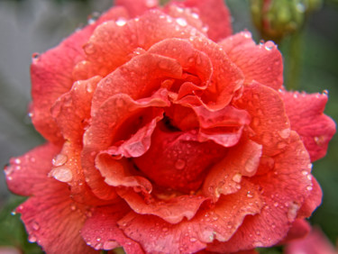 Fotografie getiteld "Red Rose with rain…" door Matt Kohnen, Origineel Kunstwerk, Digitale fotografie