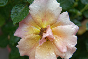 Fotografia intitulada "Yellow Rose in the…" por Matt Kohnen, Obras de arte originais, Fotografia digital