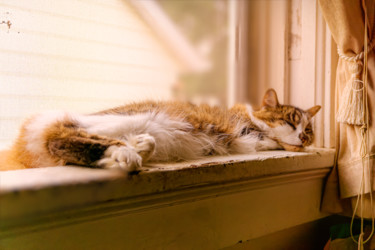 Фотография под названием "Napping in the sun" - Matt Kohnen, Подлинное произведение искусства, Цифровая фотография