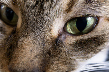 Kitty Photographie intitulée "Kitty" par Matt Kohnen, Œuvre d'art originale, Photographie numérique